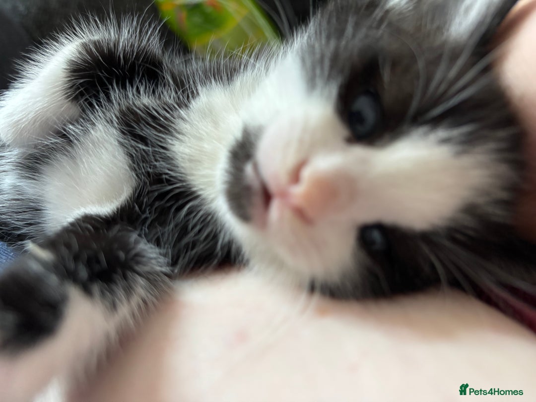 British Longhair cats for sale: Three adorable kittens  - Image 22