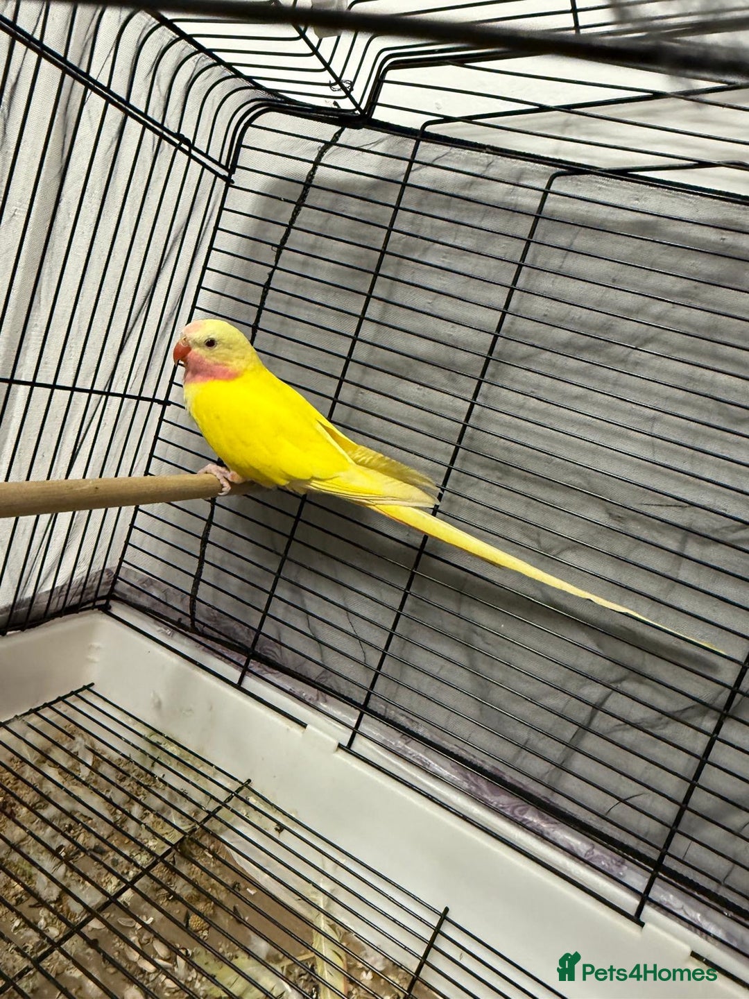 Budgerigars birds for sale: 191 kneller court Academy garden - Advert 5