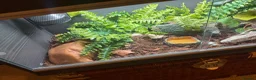 Gecko reptiles for sale: African Fat Tailed Gecko - Advert 3
