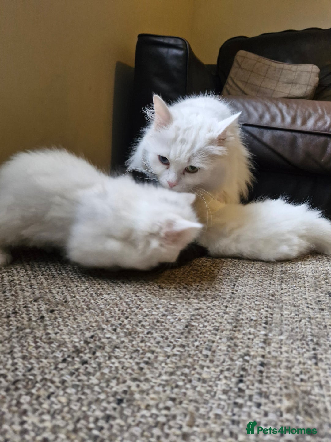 Mixed Breed cats for sale: Beautiful Long Haired kittens - Advert 9
