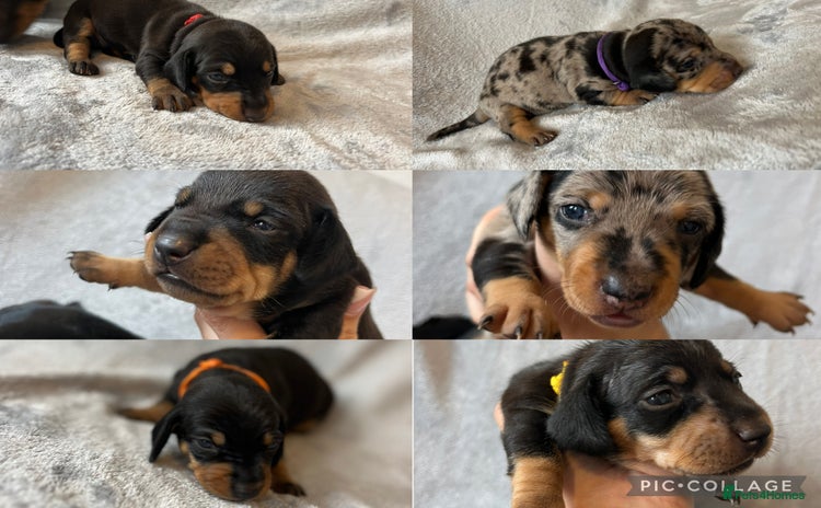 Miniature Dachshund dogs - Advert 15