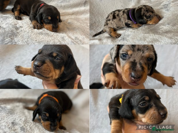 Miniature Dachshund dogs - Advert 16