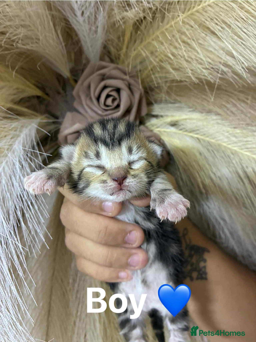 Mixed Breed cats for sale: Kittens - Advert 4