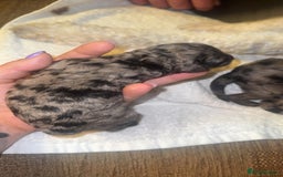 Labradoodle dogs for sale: Stunning tiny labradoodles blue Merle & black - Image 6