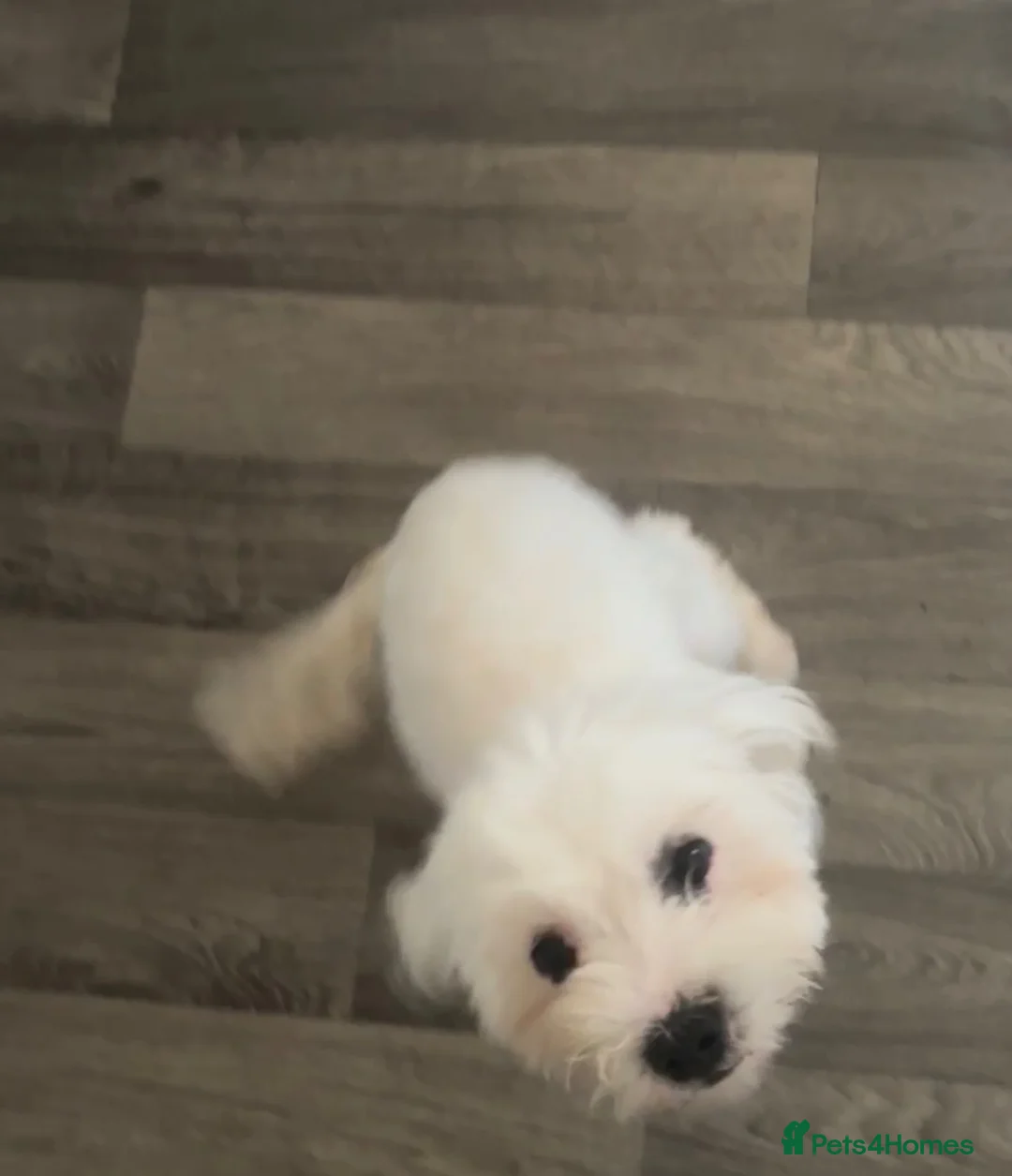Bichon Frise dogs for sale: Lovely bichon frise girl - Advert 2