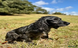 Sprocker dogs for sale: Sprocker spaniel puppies  - Image 6