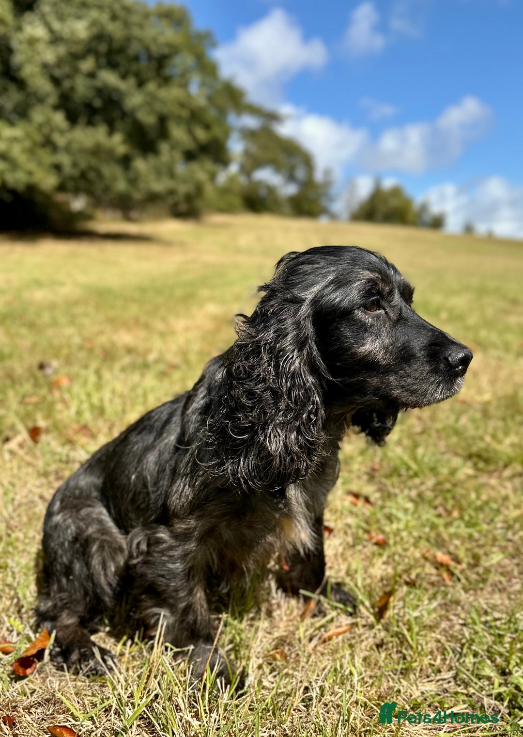 Sprocker dogs for sale: Sprocker spaniel puppies  - Image 6