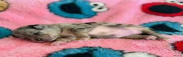 Pomeranian dogs for sale: ✨🐾1 Mini Pom Star Left🏆🐶🐾✨ - Advert 16