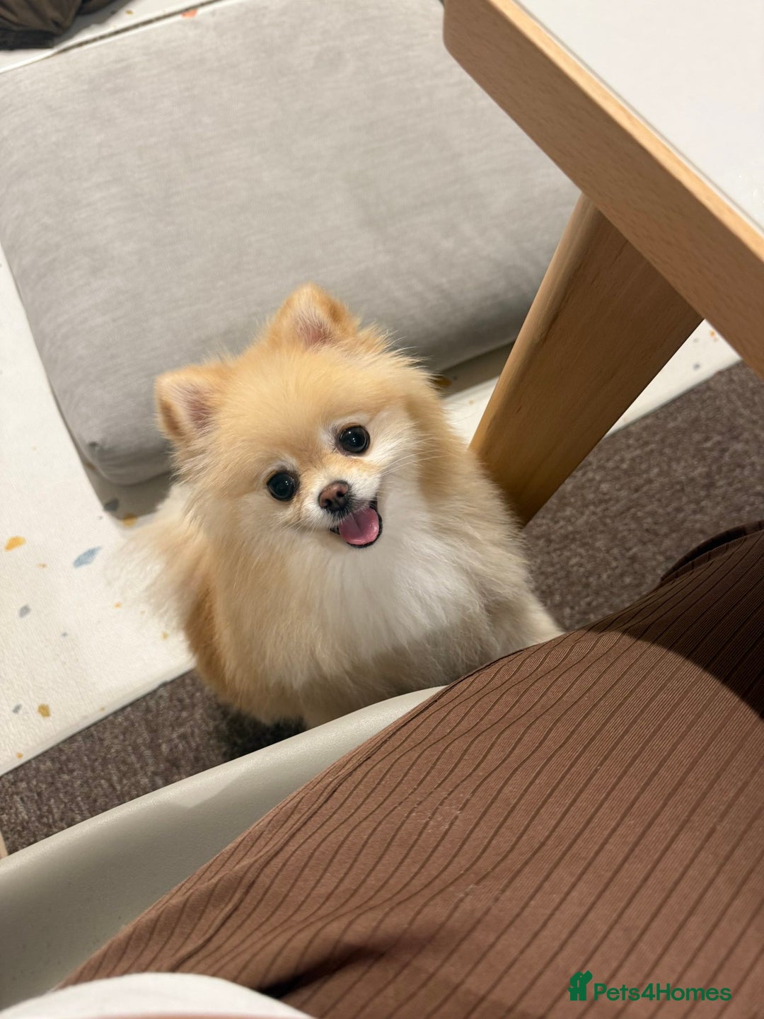 Pomeranian dogs for sale: Gorgeous mini Pom girl - Advert 2