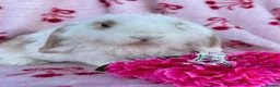 Mini Lop rabbits for sale: Beautiful Pure Bred Mini Lop Bunnies Ready Now - Advert 10