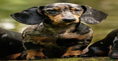Dachshund dogs - Advert 8