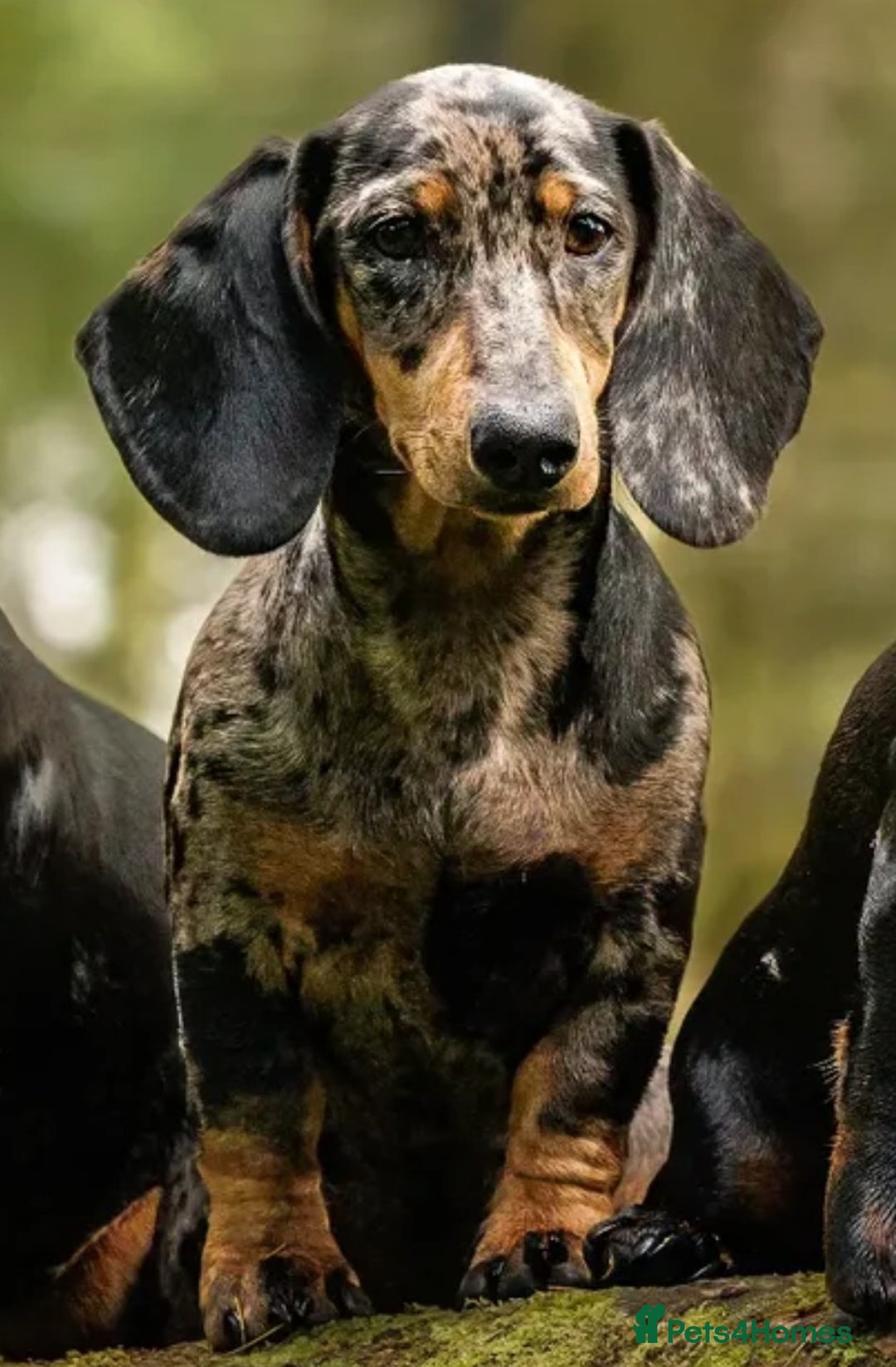 Dachshund dogs for sale: Black and tan silver dapple Daschund  - Image 2