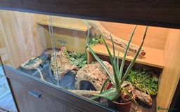 Bearded Dragon reptiles for sale: Bearded Dragon (Zero) for sale - Image 3