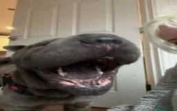 Shar Pei dogs for sale: Mika Female Shar Pei Age 4  - Image 5