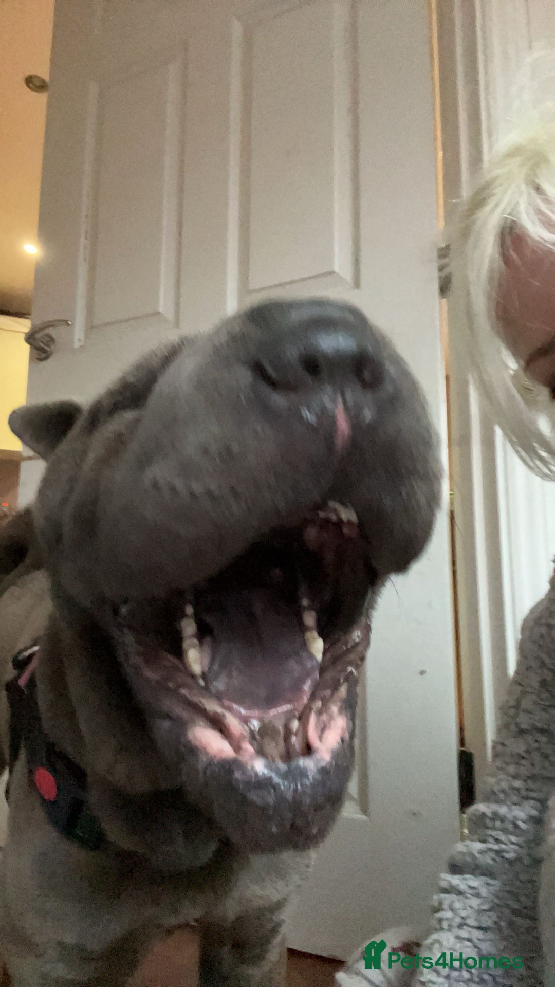 Shar Pei dogs for sale: Mika Female Shar Pei Age 4  - Image 5