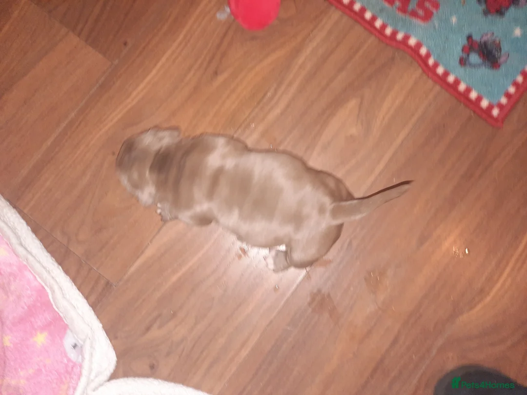 American Bully dogs for sale: Akbc registered pocket bullies  - Advert 2