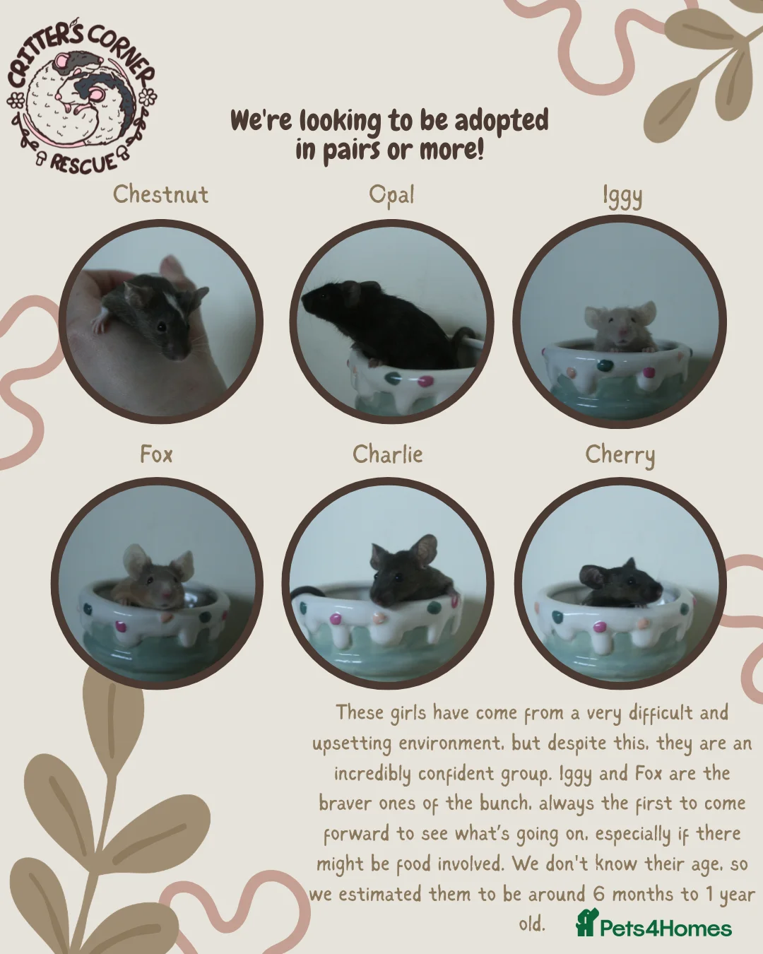 Mouse rodents for sale: 🐭 Female Mice Available for Adoption 🐭 - Advert 2