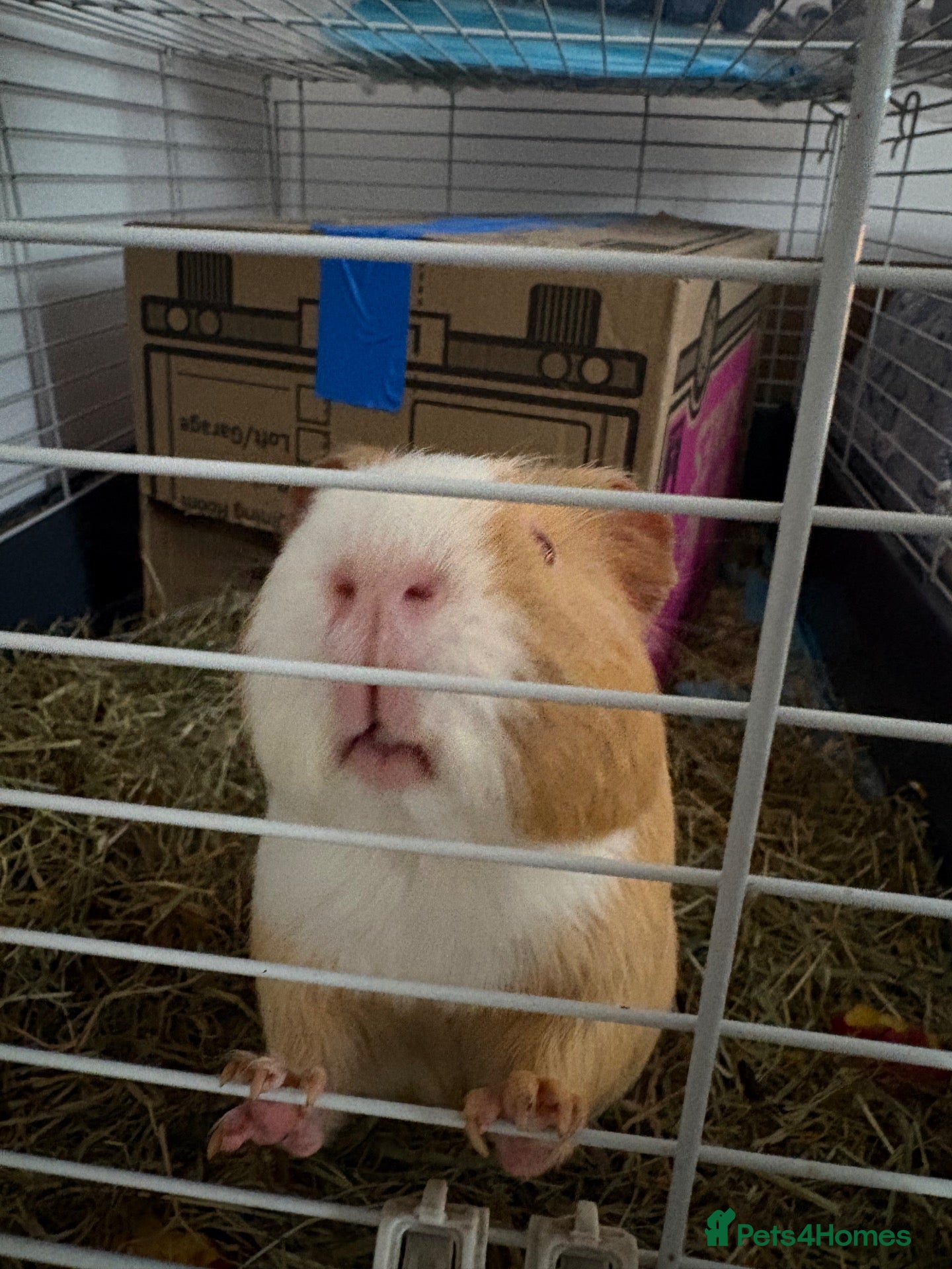 Guinea Pig rodents for sale: 2 yr old me guinea pig - Advert 1