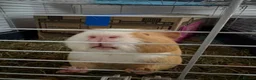 Guinea Pig rodents for sale: 2 yr old me guinea pig - Advert 1