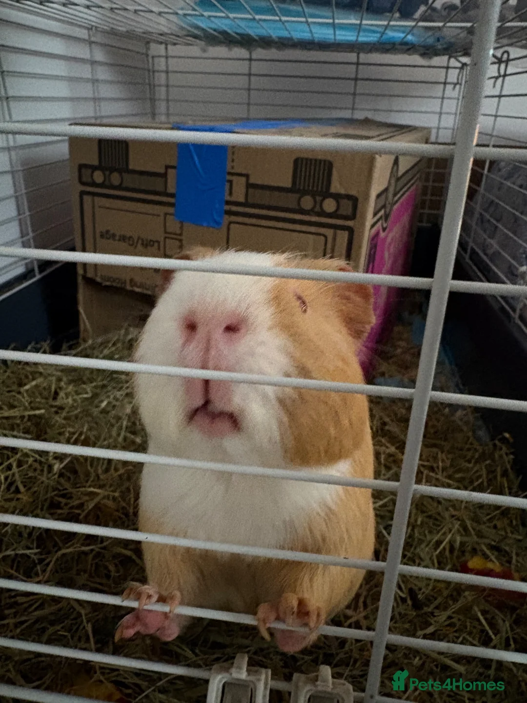 Guinea Pig rodents for sale: 2 yr old me guinea pig - Advert 1