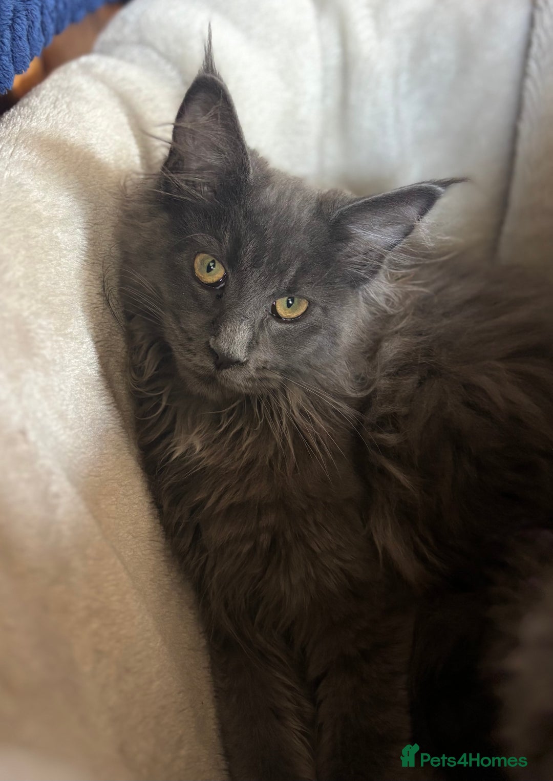 Maine Coon cats for sale: Blue Maine Coon kittens - Image 5