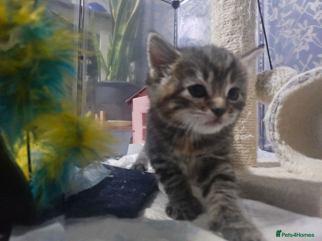 European cats for sale: Female tabby europian shorthair mixed kitten 🏡  - Image 2