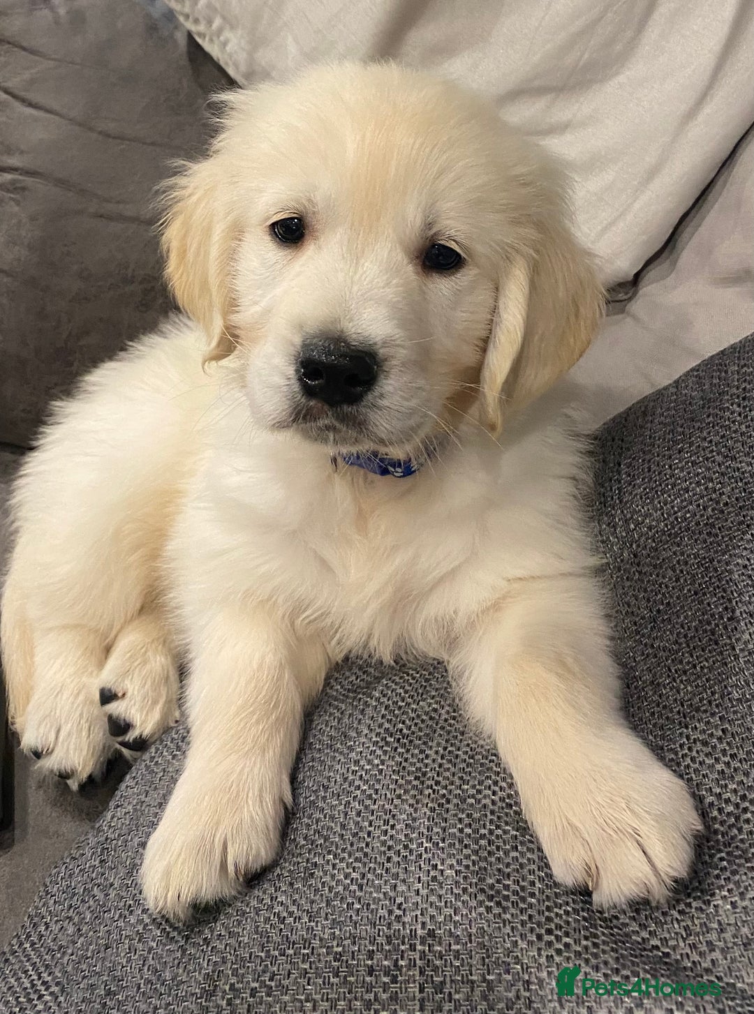 Golden Retriever dogs for stud: Lenny our KC golden retriever ready to stud!  - Advert 13