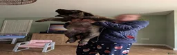 Mixed Breed dogs for sale: Huge fluffy CAUCASIAN BELGIAN girl  in Hartlepool - Advert 1