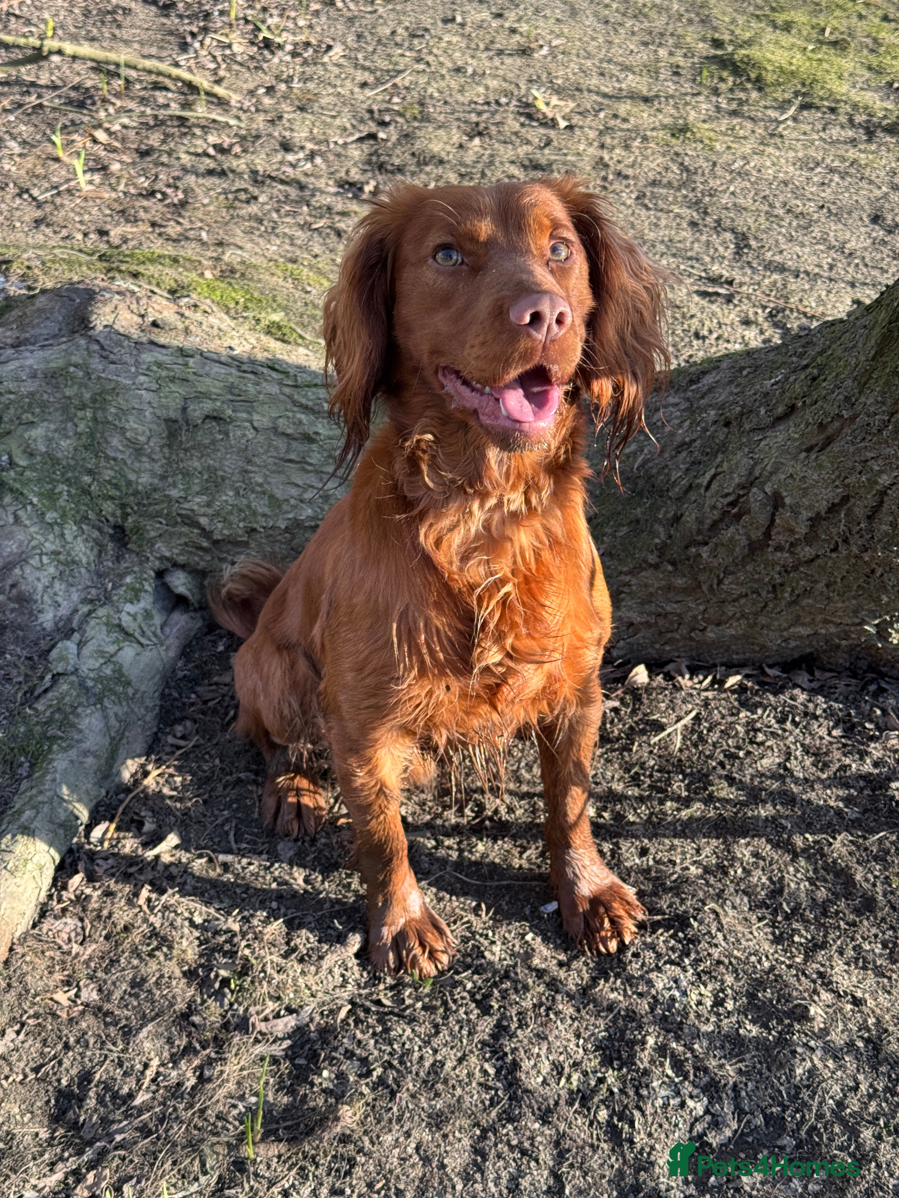 Cocker Spaniel dogs for stud: *Goofy* Standing at STUD only in Barnsley - Advert 1