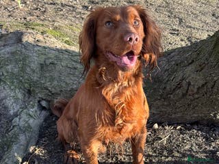 Cocker Spaniel dogs *Goofy* Standing at STUD only in Barnsley - Advert 6