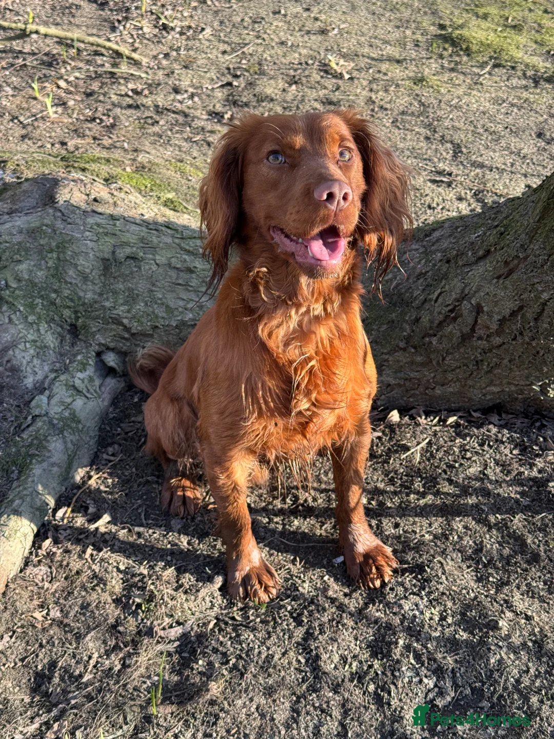 Cocker Spaniel dogs for stud: *Goofy* Standing at STUD only in Barnsley - Advert 1