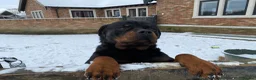 Rottweiler dogs for sale: KC registered rottweiler puppies - Advert 28