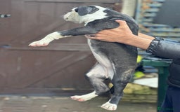 American Bulldog dogs for sale: Last Female American bulldog puppy left - Image 2