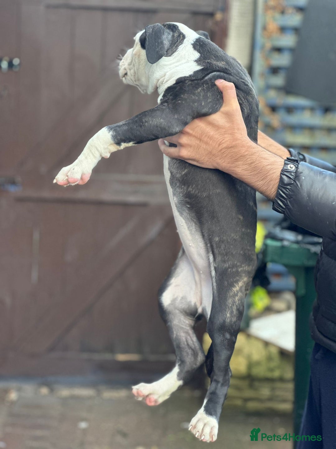 American Bulldog dogs for sale: Last Female American bulldog puppy left - Image 2