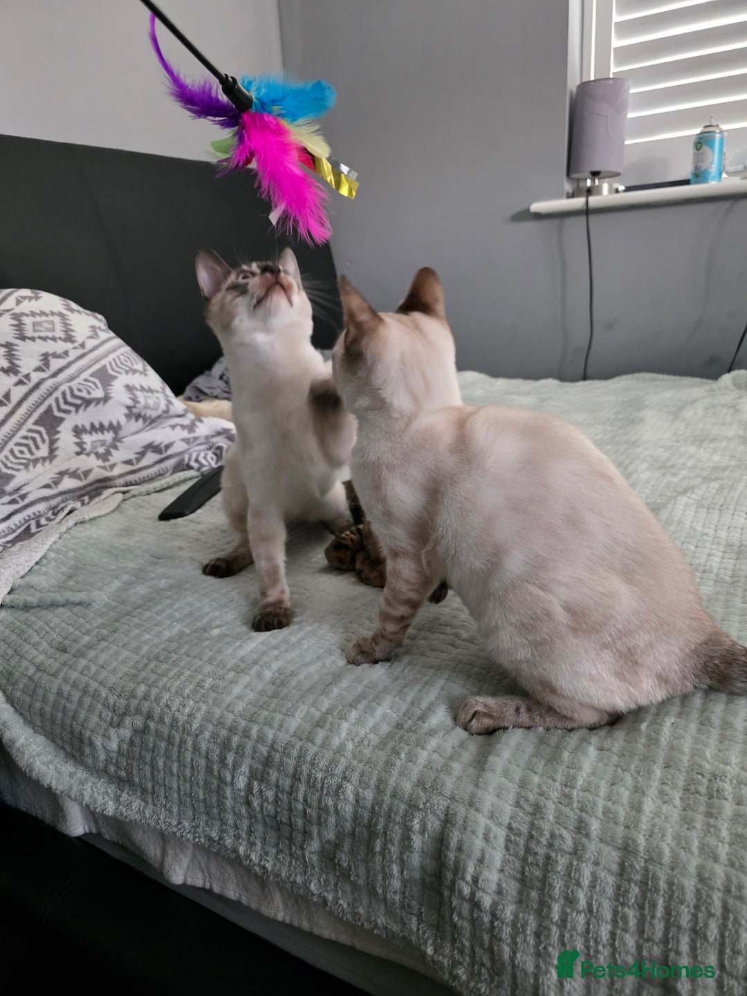 Bengal cats for sale:  CHAMPION LINE Top Quality Bengal -DNA Tested - Image 1