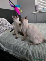 Bengal cats - Advert 14