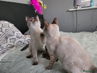 Bengal cats - Advert 2