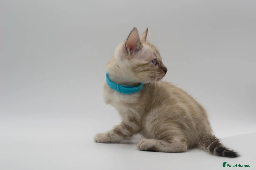 Bengal cats for sale: TICA Registered Brown & Snow Lynx Bengal Kittens - Advert 40
