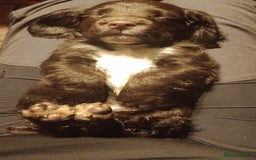 Cocker Spaniel dogs for sale: Working Cocker Spaniels  - Image 17