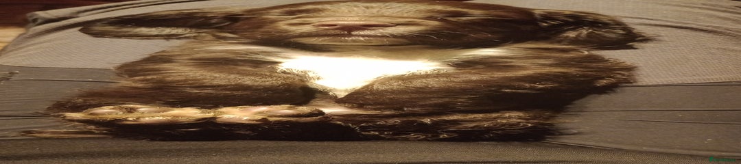 Cocker Spaniel Puppy 4