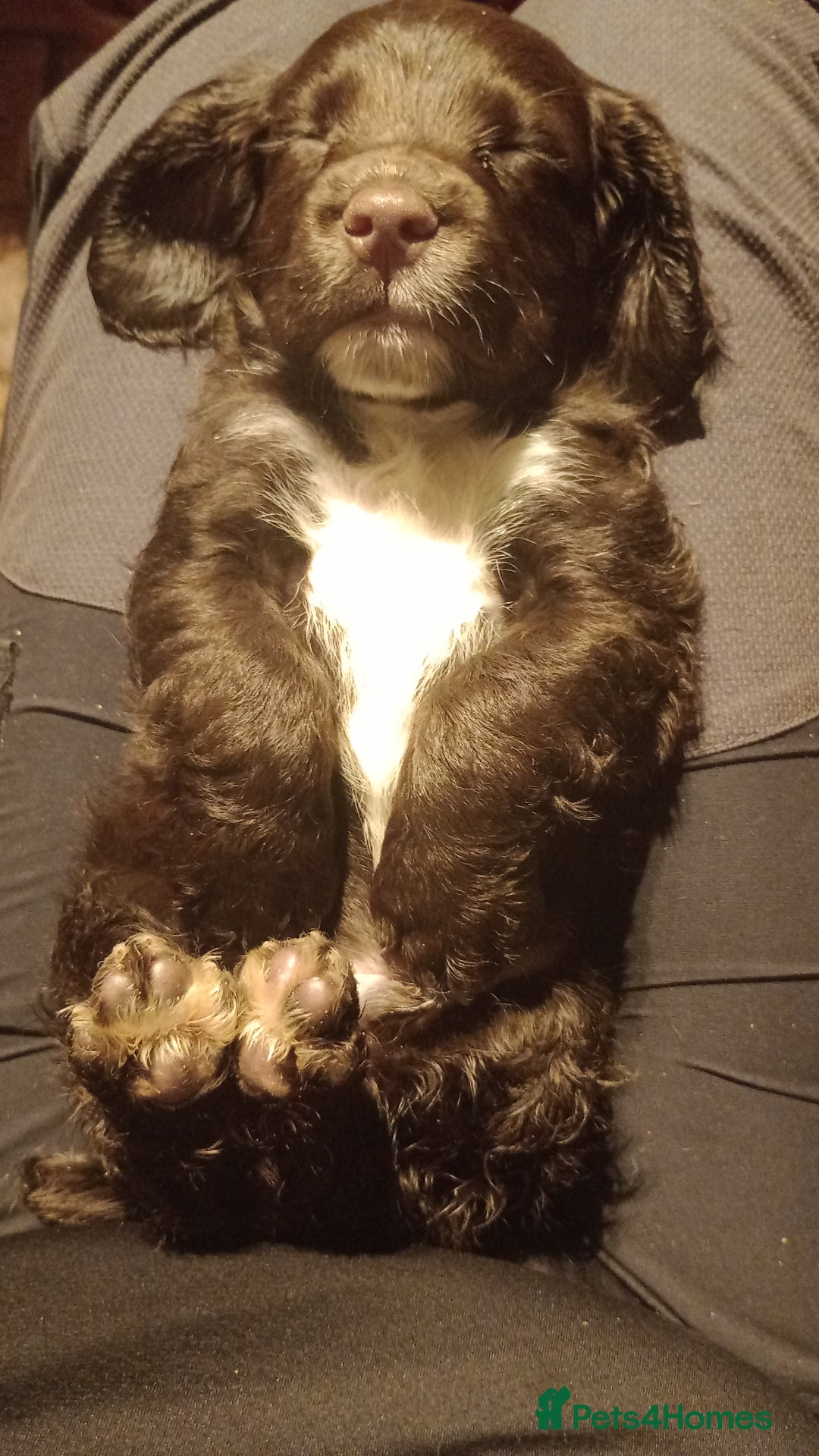 Cocker Spaniel dogs for sale: Working Cocker Spaniels  - Image 17