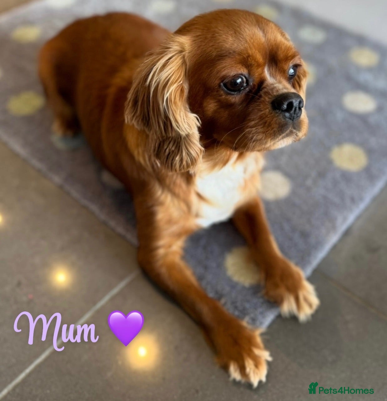 Cavalier King Charles Spaniel dogs Beautiful health tested cavalier King Charles  - Advert 14
