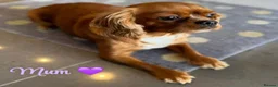Cavalier King Charles Spaniel dogs for sale: Beautiful health tested cavalier King Charles  - Advert 1