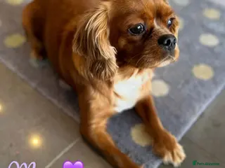 Cavalier King Charles Spaniel dogs Beautiful health tested cavalier King Charles - Advert 1