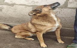 Mixed Breed dogs for adoption: 💖🐶 LARA 🐶💖 - Image 16