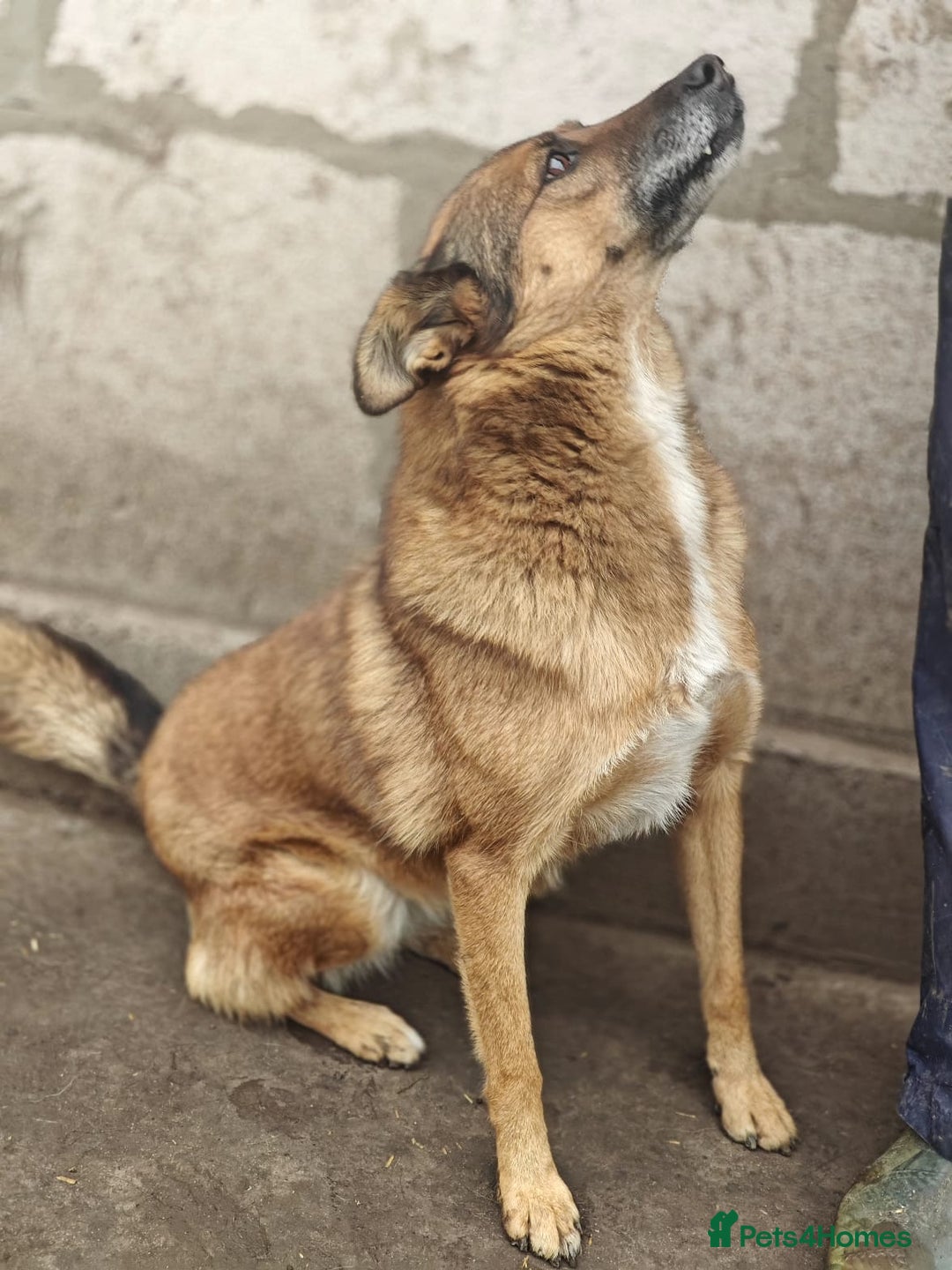 Mixed Breed dogs for adoption: 💖🐶 LARA 🐶💖 - Image 16