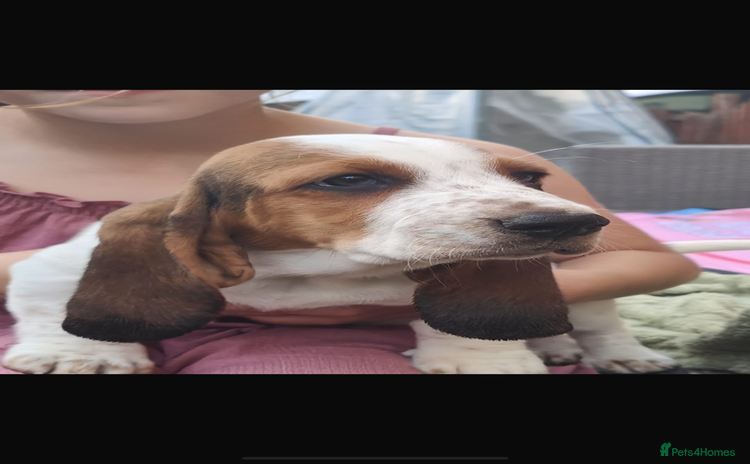 Basset Hound dogs - Advert 1