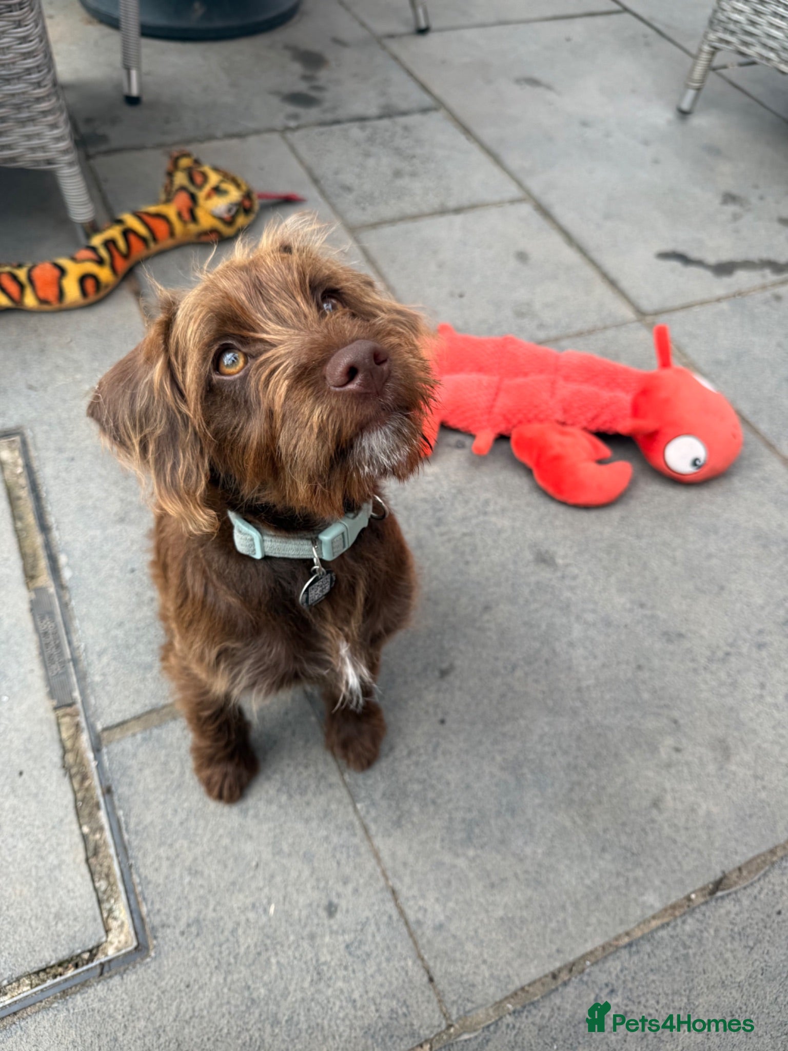 Mixed Breed dogs 4 month Patterdale Terrier Cross - Advert 2