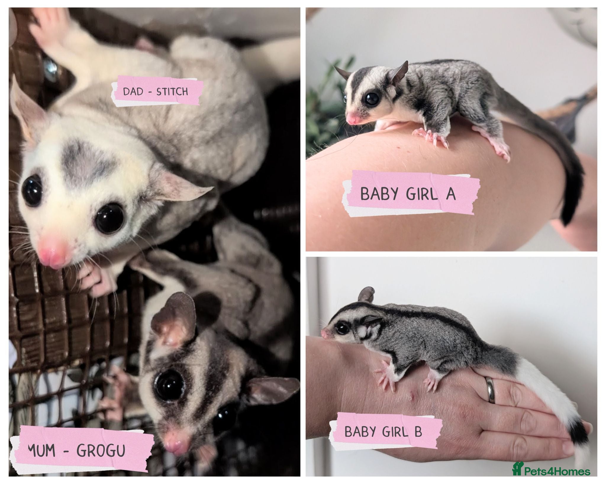 Sugar Glider rodents Two female sugar gliders - Advert 4