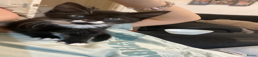 Mixed Breed Kitten 1